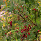 Rosa silenidiflora