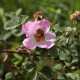 Rosa hemsleyana