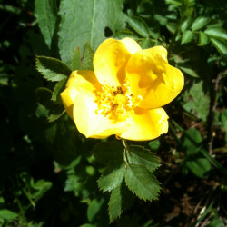 Rosa foetida