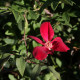Rosa chinensis 'Sanguinea'
