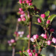 Malus x robusta 'Red Sentinel'