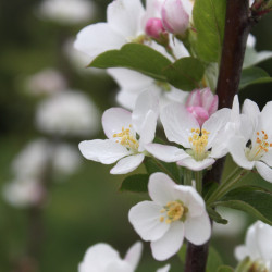 Malus x robusta 'Red Sentinel'