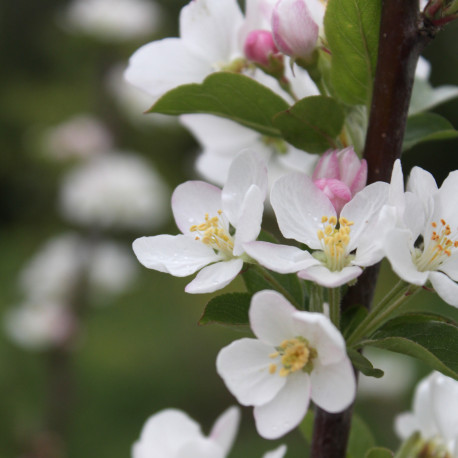 Malus x robusta 'Red Sentinel'