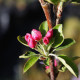 Malus x robusta 'Yellow Siberian'