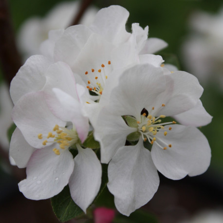 Malus x robusta 'Yellow Siberian'