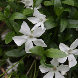 Vinca minor 'Gertrude Jekyll'