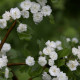 Crataegus x media 'Plena'