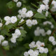 Crataegus x media 'Plena'