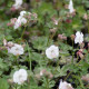 Geranium cantabrigiense x 'St Ola'