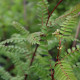 Sorbus koehneana