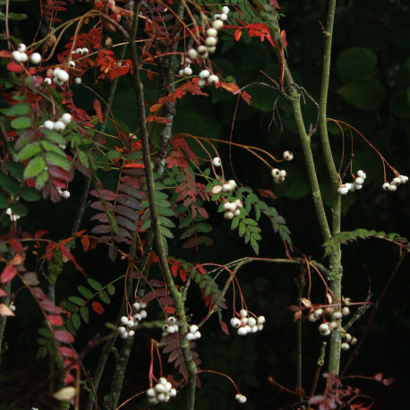 Sorbus koehneana