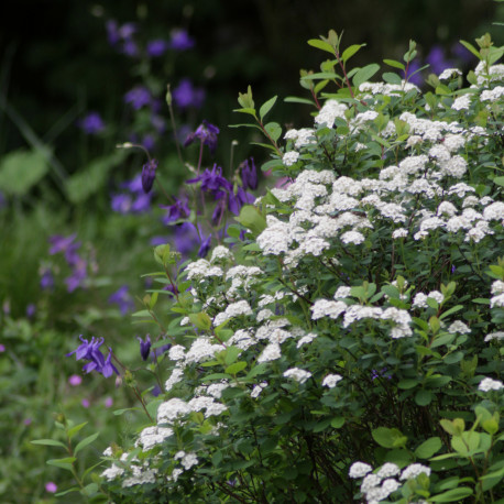 Spiraea betulifolia 'Tor'