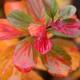 Spiraea betulifolia 'Tor'