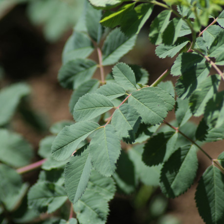 Rosa woodsii subsp. woodsii