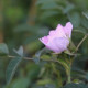 Rosa villosa 'Karpatia'