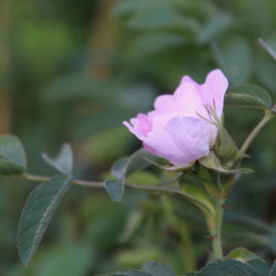 Rosa villosa 'Karpatia'