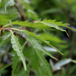 Fagus sylvatica 'Aspleniifolia'