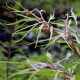 Fagus sylvatica 'Aspleniifolia'