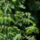 Rosa silenidiflora