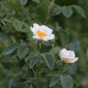 Rosa x dupontii