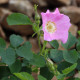 Rosa glutinosa