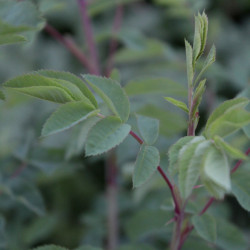 Rosa pendulina 'Lina'