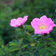 Rosa marginata