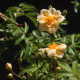 Rosa helenae 'Semiplena'