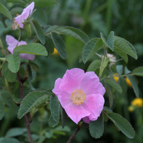 Rosa majalis