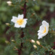 Rosa pimpinellifolia 'Repens'