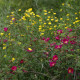 Rosa spinosissima 'Rubra'