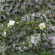 Rosa x pteragonis