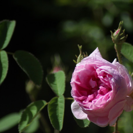 Prince Charles d'Arenberg