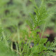 Achillea nobilis