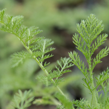 Achillea nobilis