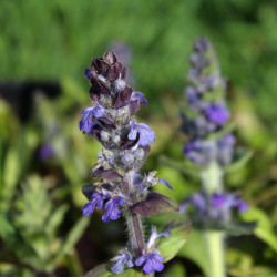 Ajuga genevensis