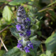 Ajuga genevensis