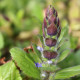 Ajuga genevensis