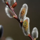 Salix chaenomeloides 'Mesu Neko'