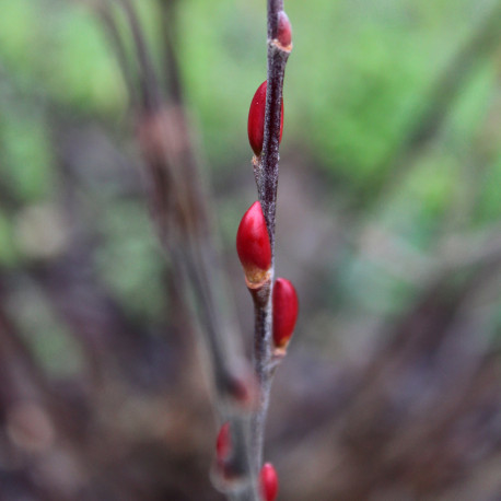 Salix chaenomeloides 'Mesu Neko'