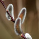Salix chaenomeloides 'Mesu Neko'