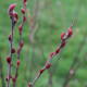 Salix chaenomeloides 'Mesu Neko'