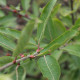 Salix chaenomeloides 'Mesu Neko'