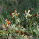 Primula veris 'Sunset Shades'