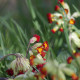 Primula veris 'Sunset Shades'