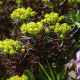 Euphorbia cyparissias 'Clarice Howard'