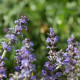 Ajuga genevensis