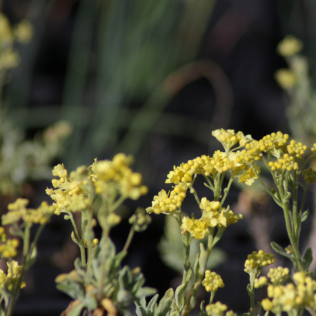 Alyssum saxatile 'Sulphureum'