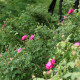Rosa centifolia x 'Pomponia'