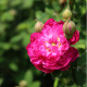 Rosa centifolia x 'Pomponia'